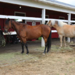 Alaska Horse Ranch Lesson Horses