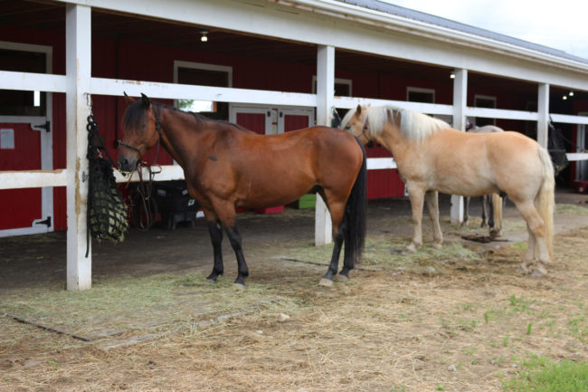 Alaska Horse Ranch Lesson Horses
