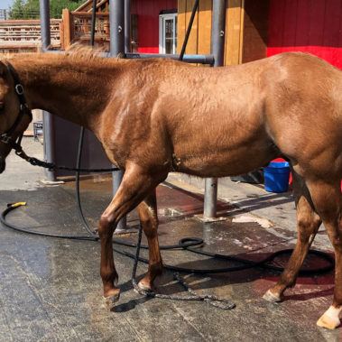 Alaska Horse Ranch Washing Station