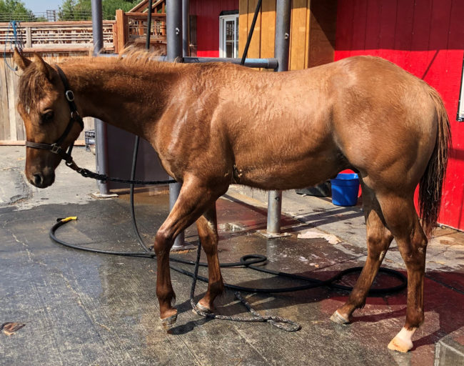Alaska Horse Ranch Washing Station