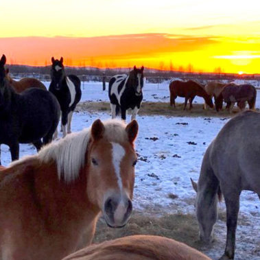 Alaska Horse Ranch Herd