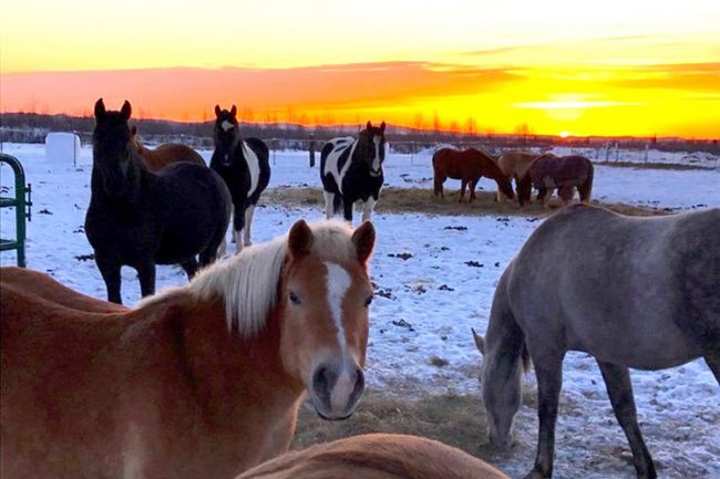 Alaska Horse Ranch Herd
