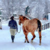 Alaska Horse Ranch Wasilla Alaska Winter Wonderland