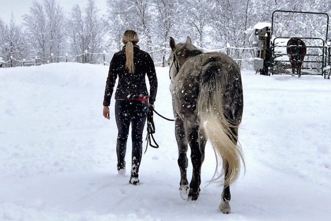 Alaska Horse Ranch Wasilla Alaska Winter Wonderland