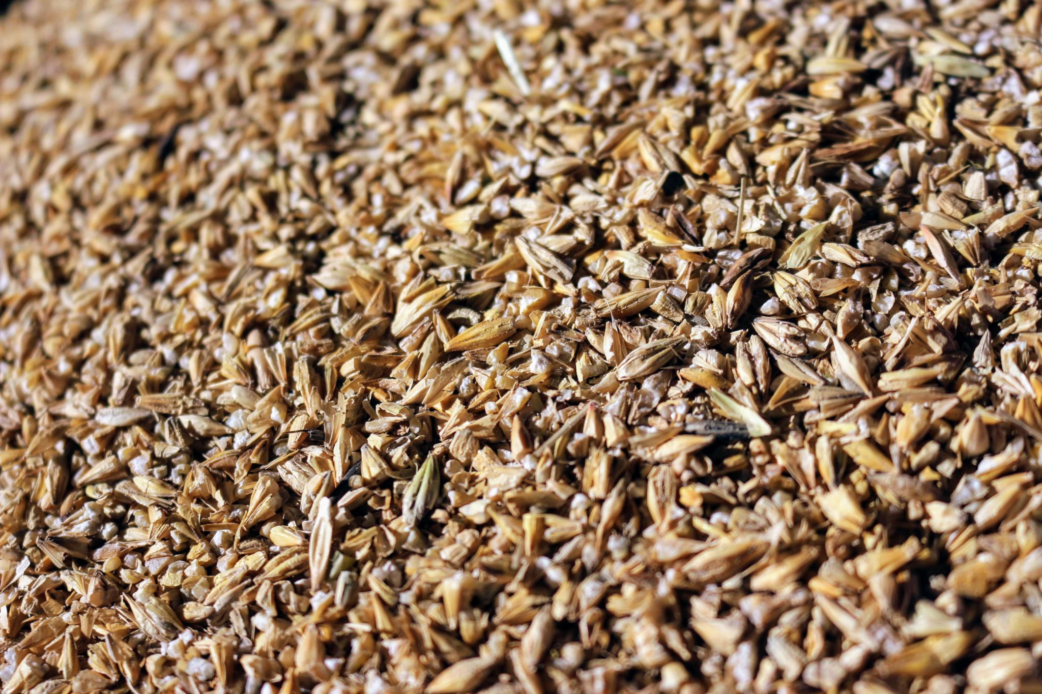 Barley, Crimped 50 Alaska Horse Ranch