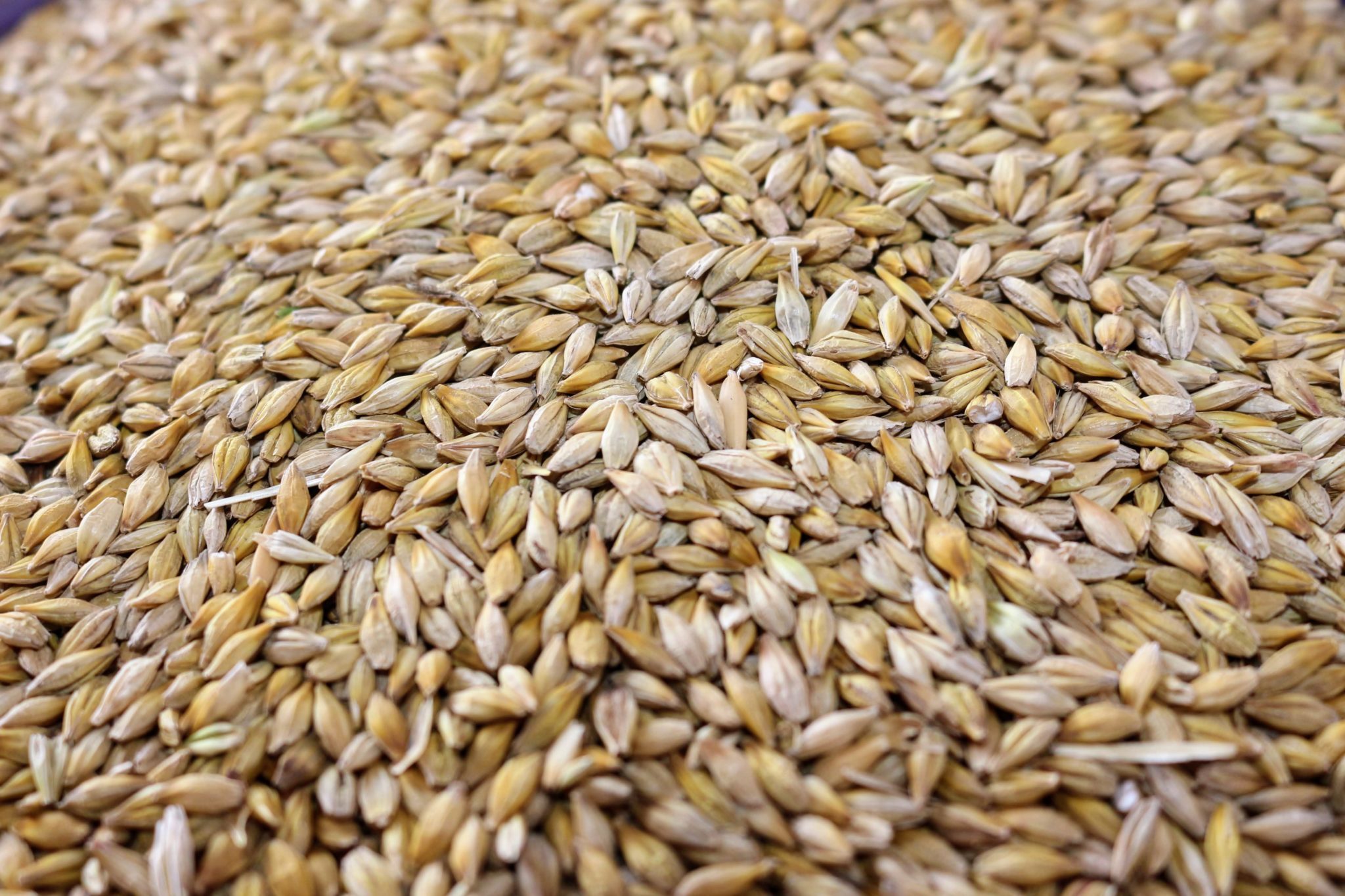 Barley, Whole 50 Alaska Horse Ranch