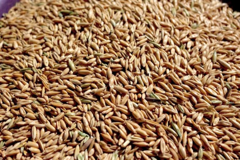 Barley, Whole 50 Alaska Horse Ranch