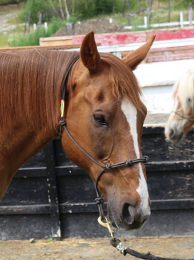 Alaska-Horse-Ranch-Bob-2