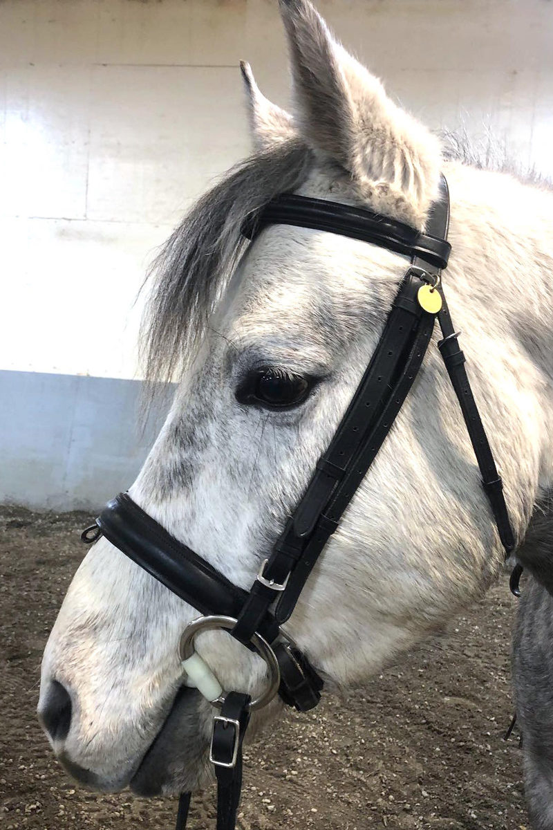 Alaska-Horse-Ranch-Houdini-2