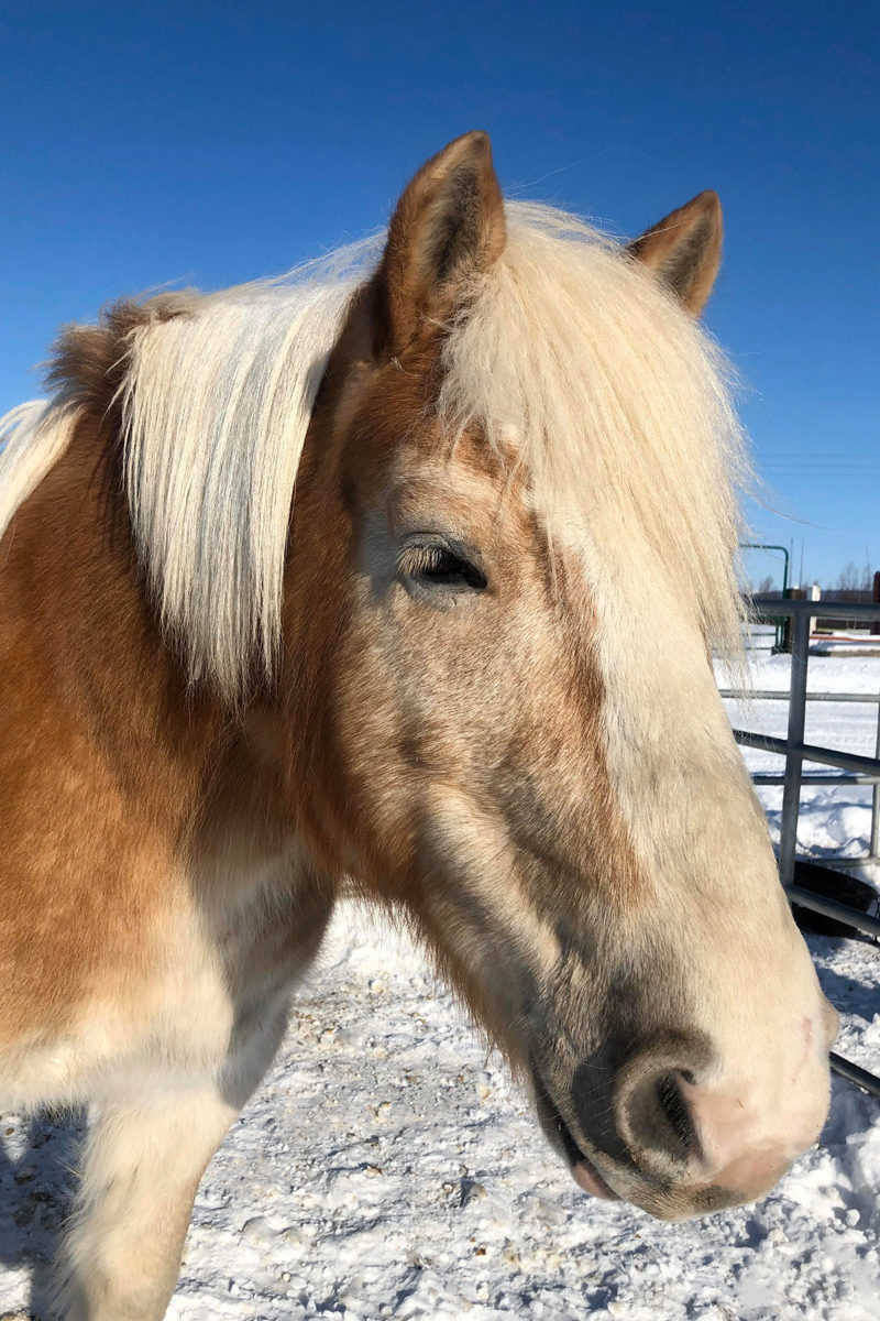 Alaska Horse Ranch Jake Alaska Horse Ranch Jake