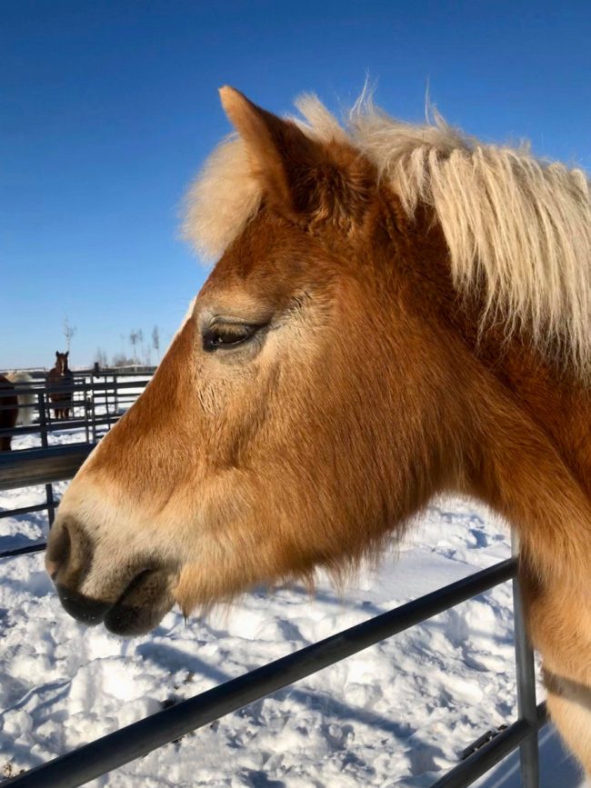 Alaska Horse Ranch Lyda Alaska Horse Ranch Lyda