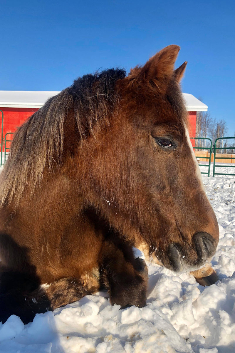 Alaska Horse Ranch PD Alaska Horse Ranch PD