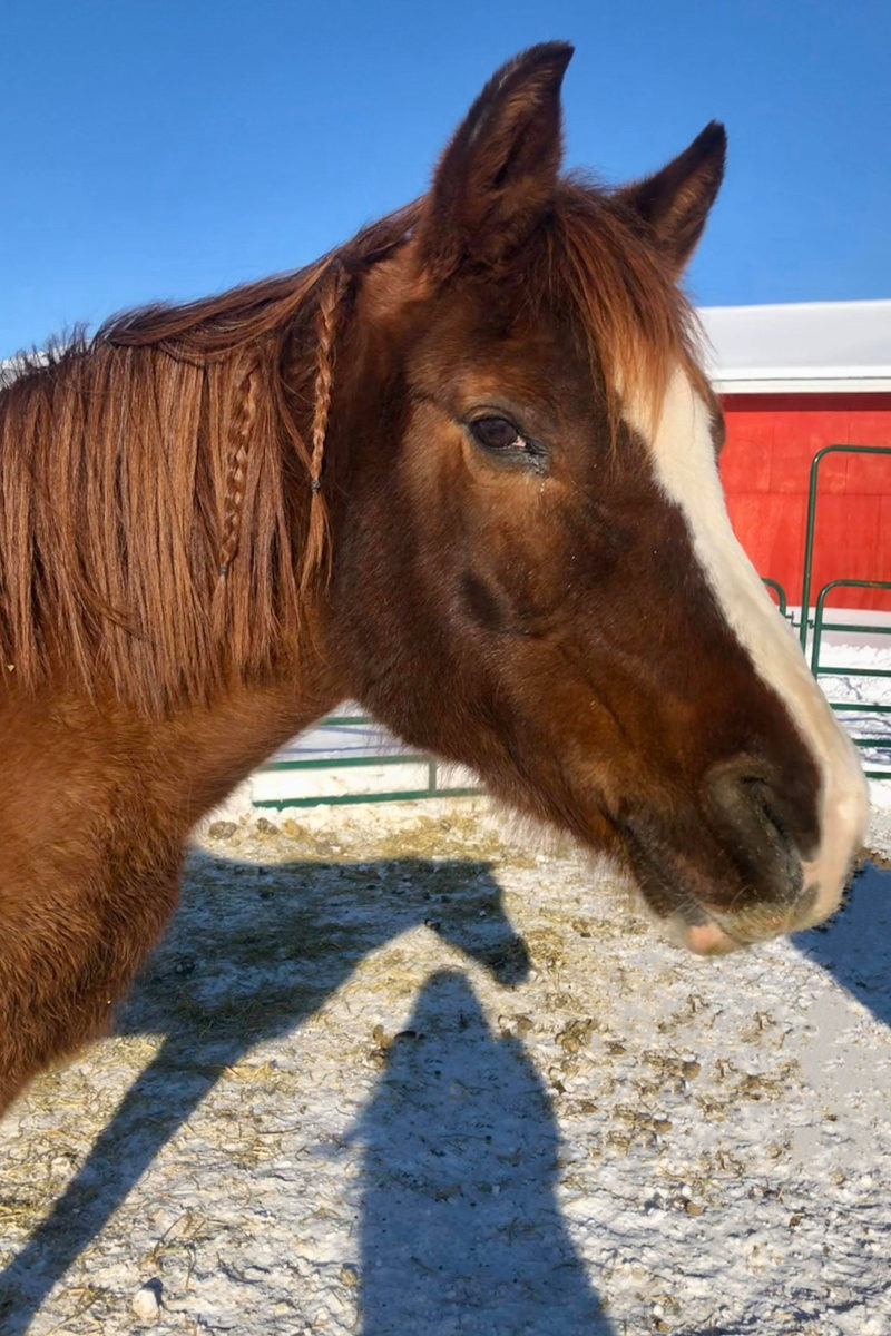Alaska Horse Ranch Princess Alaska Horse Ranch Princess