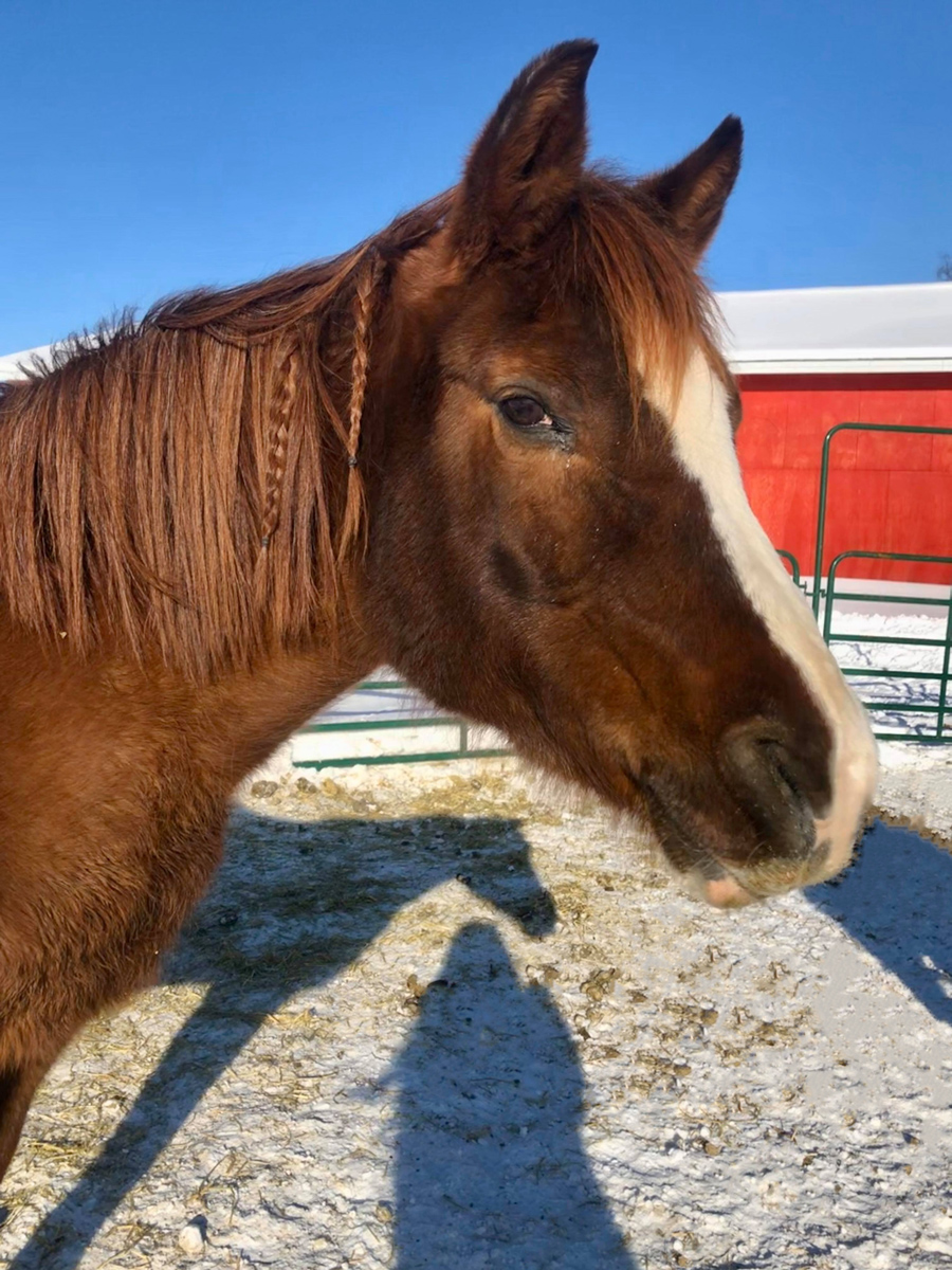 Princess Alaska Horse Ranch