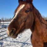 Alaska Horse Ranch Red Cloud