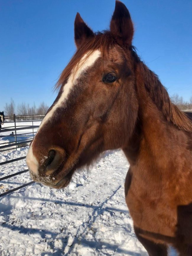 Alaska Horse Ranch Red Cloud Alaska Horse Ranch Red Cloud