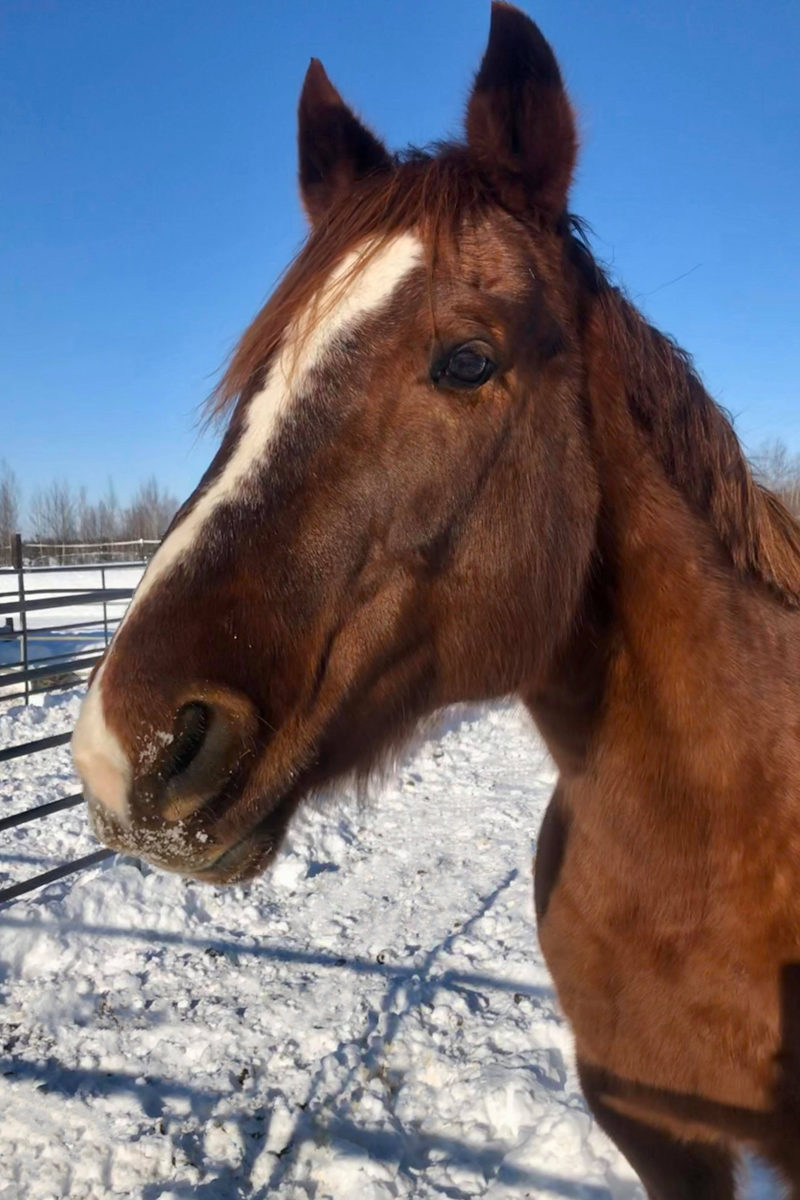 Alaska Horse Ranch Red Cloud Alaska Horse Ranch Red Cloud
