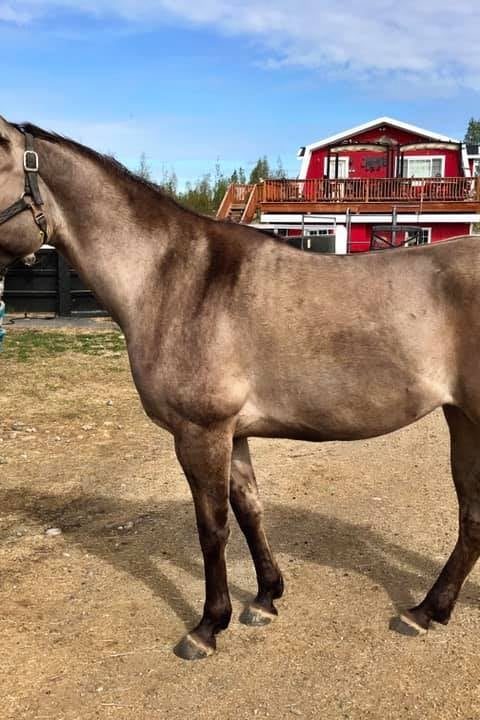 Silverbell