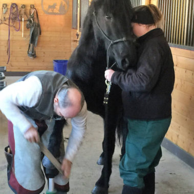 Alaska Horse Ranch Farrier Services