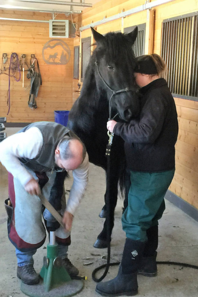 Alaska Horse Ranch Farrier Services