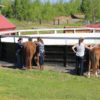 Alaska Horse Ranch Horse Camp Wasilla Alaska
