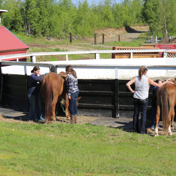 Alaska Horse Ranch Horse Camp Wasilla Alaska