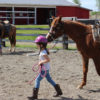 Alaska Horse Ranch Horse Camp Wasilla Alaska