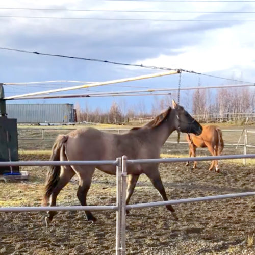 Alaska Horse Ranch Hot Walker