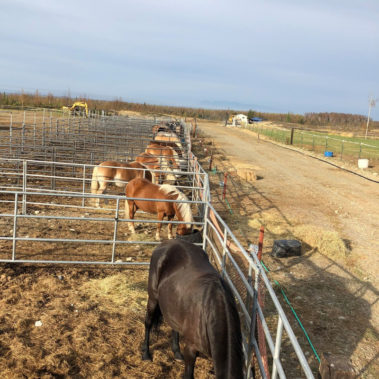 Alaska Horse Ranch Lesson Horses