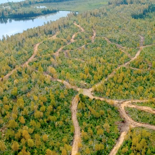 Alaska Horse Ranch On-Site Trails Mat-su Valley Alaska