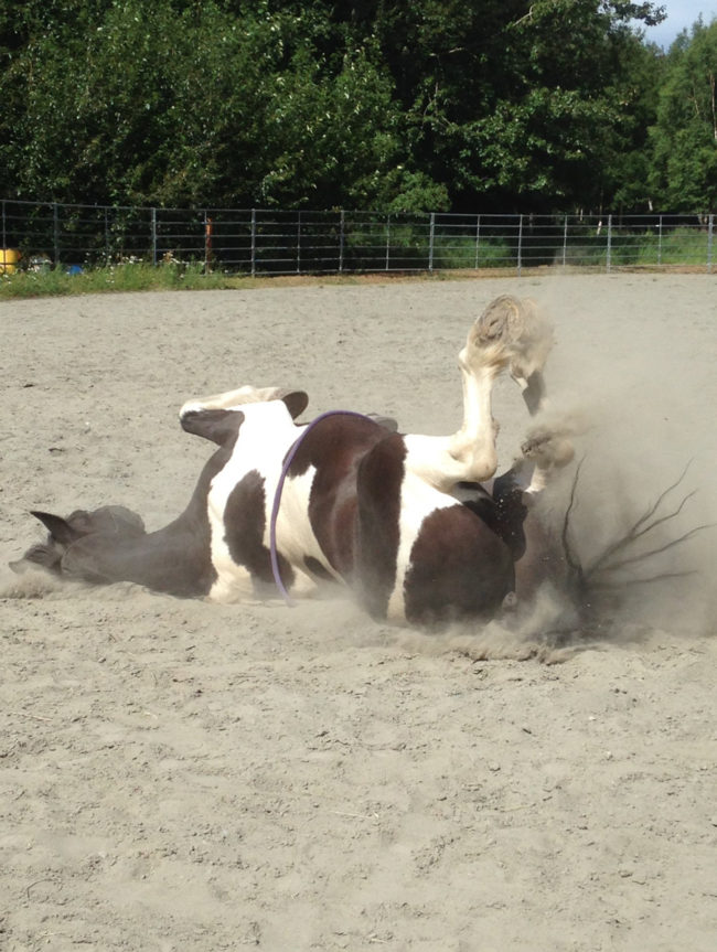 Having a Little Fun at Alaska Horse Ranch