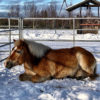 Horse Relaxing In Snow at Alaska Horse Ranch