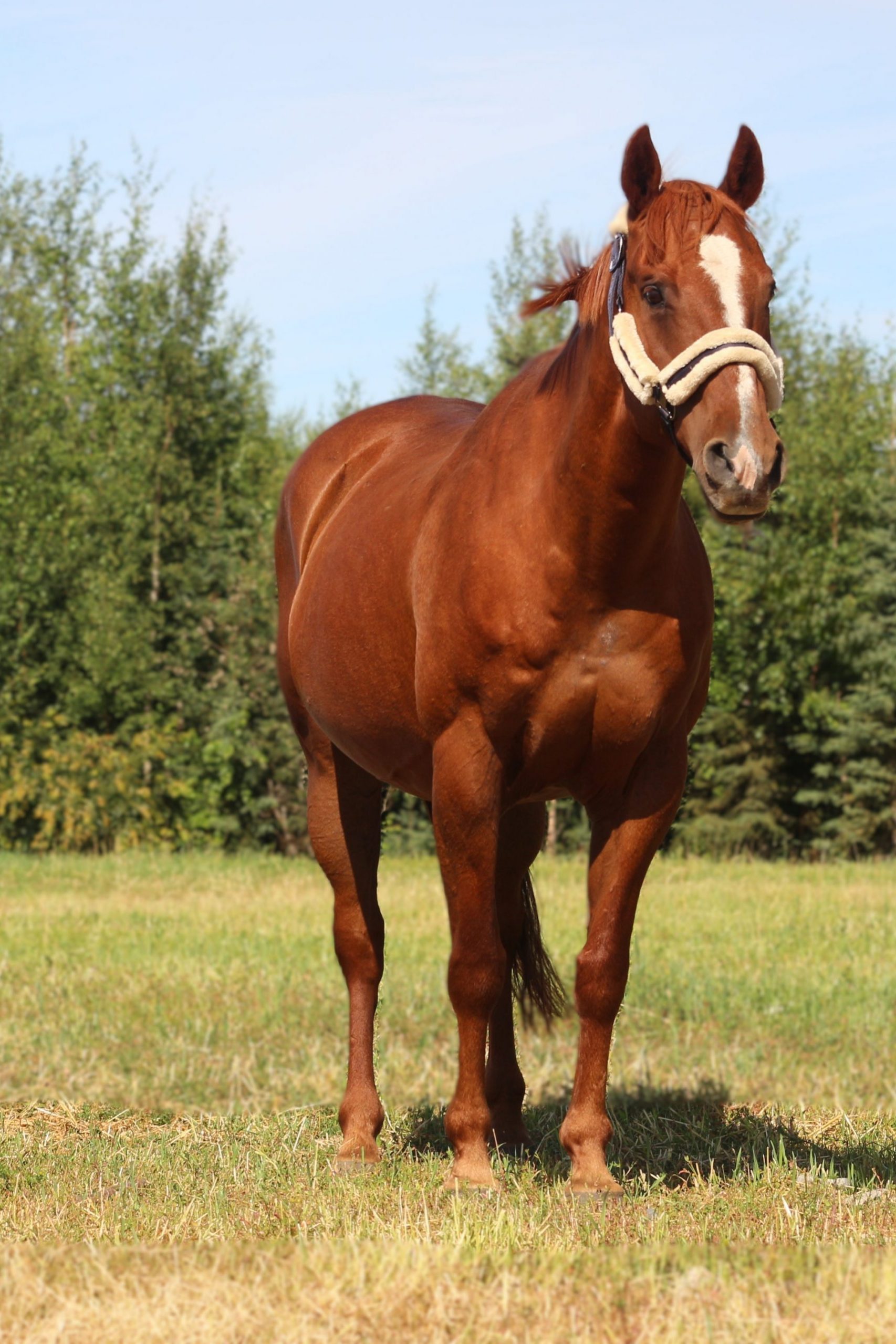 Pacific Red Cloud 2025