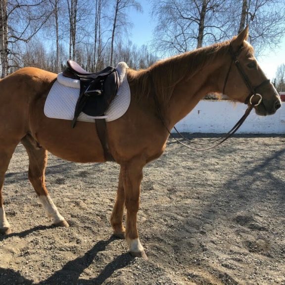 Horses For Sale Wasilla Alaska Alaska Horse Ranch