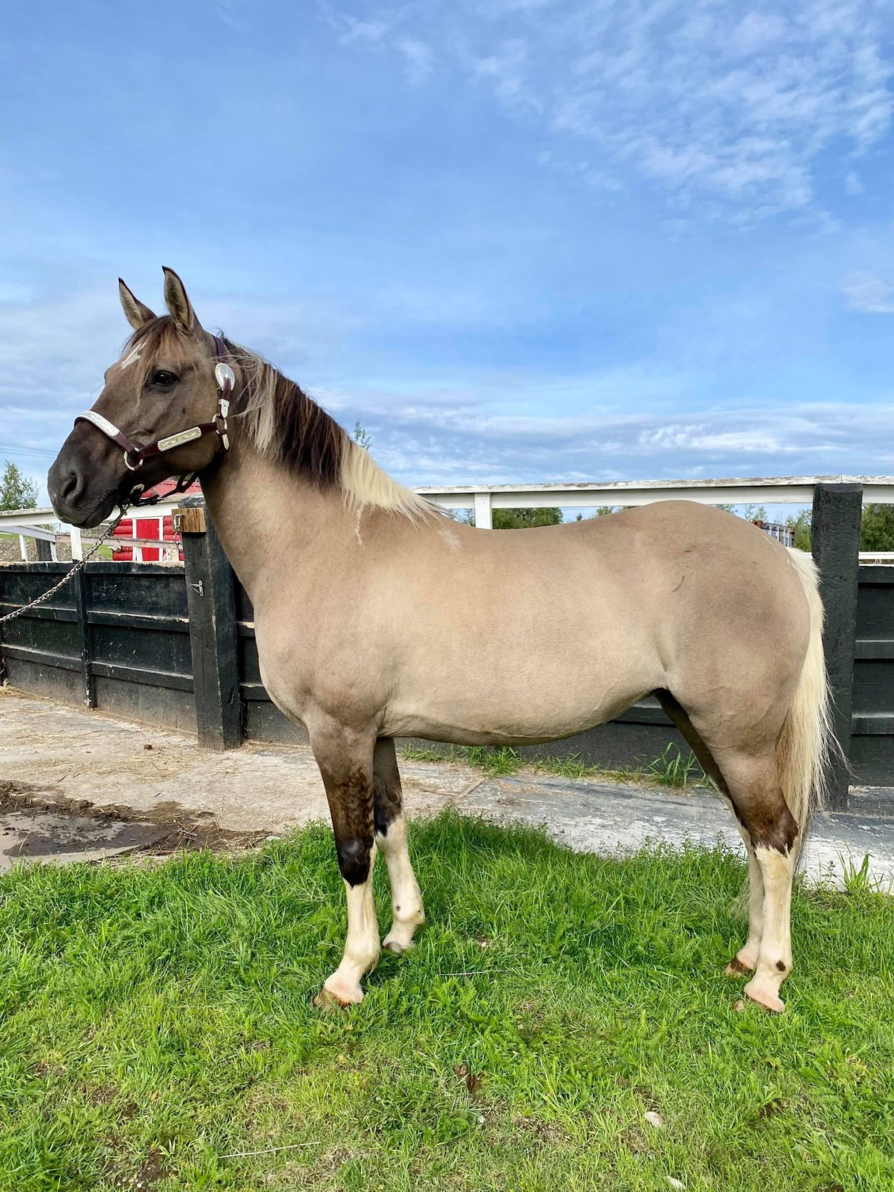 horses for sale Alaska Horse Ranch