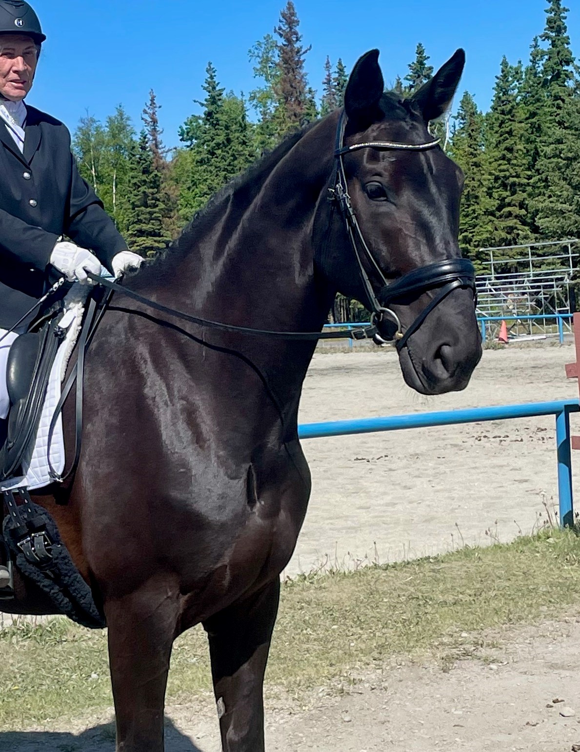 Perseus Alaska Horse Ranch