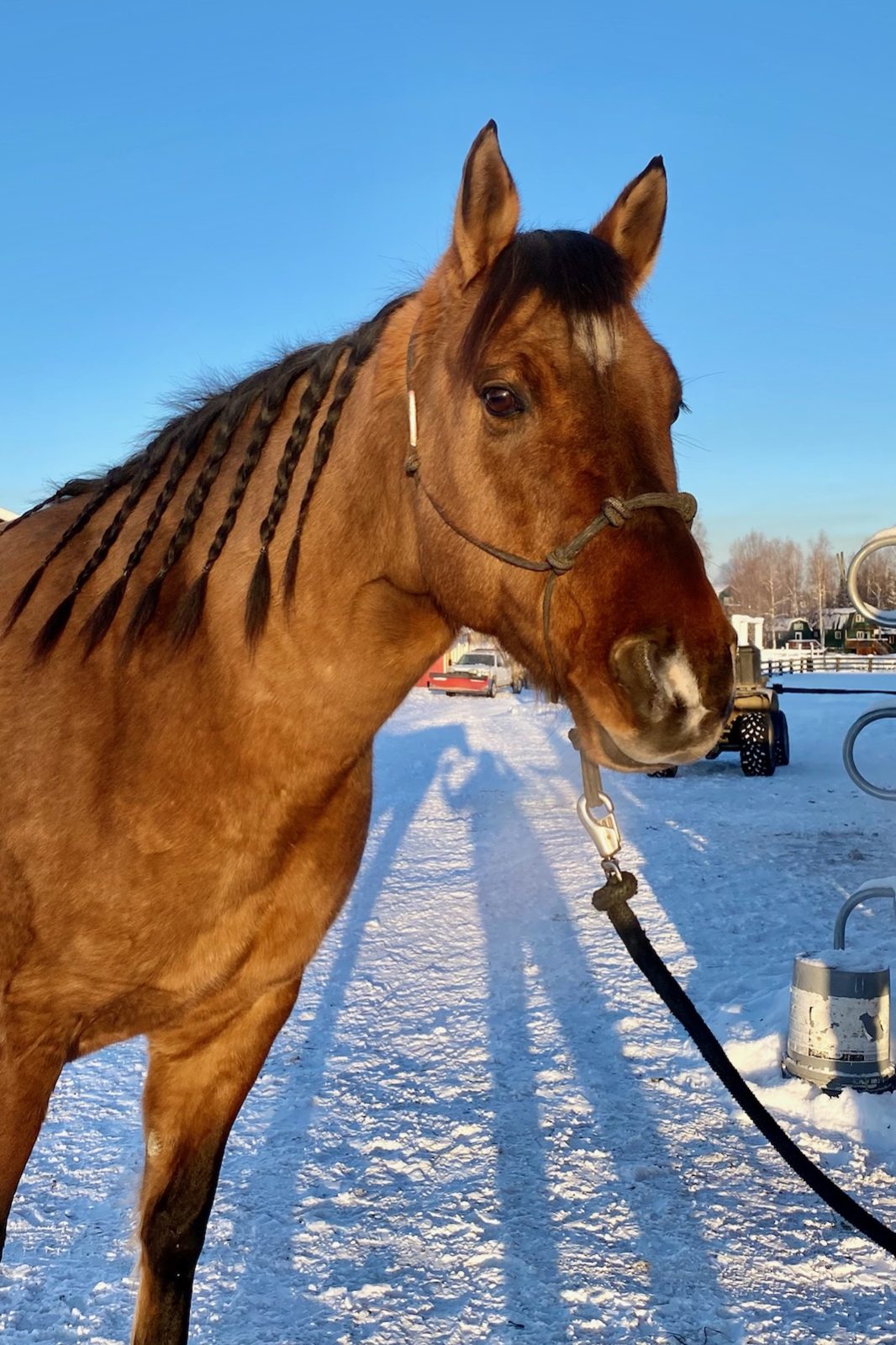 Meet Our Horses - Alaska Horse Ranch