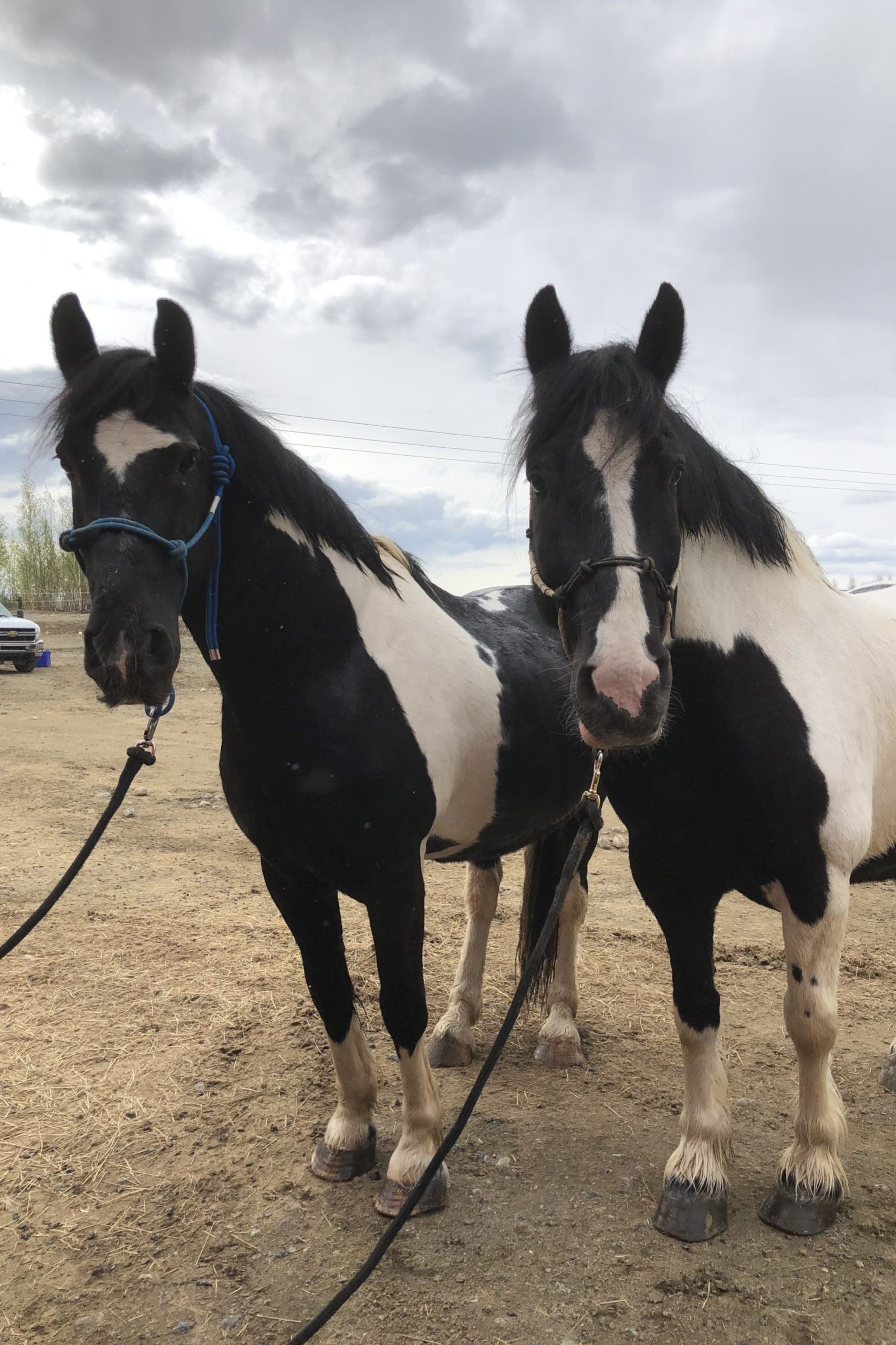 Sampson and guliath 2019