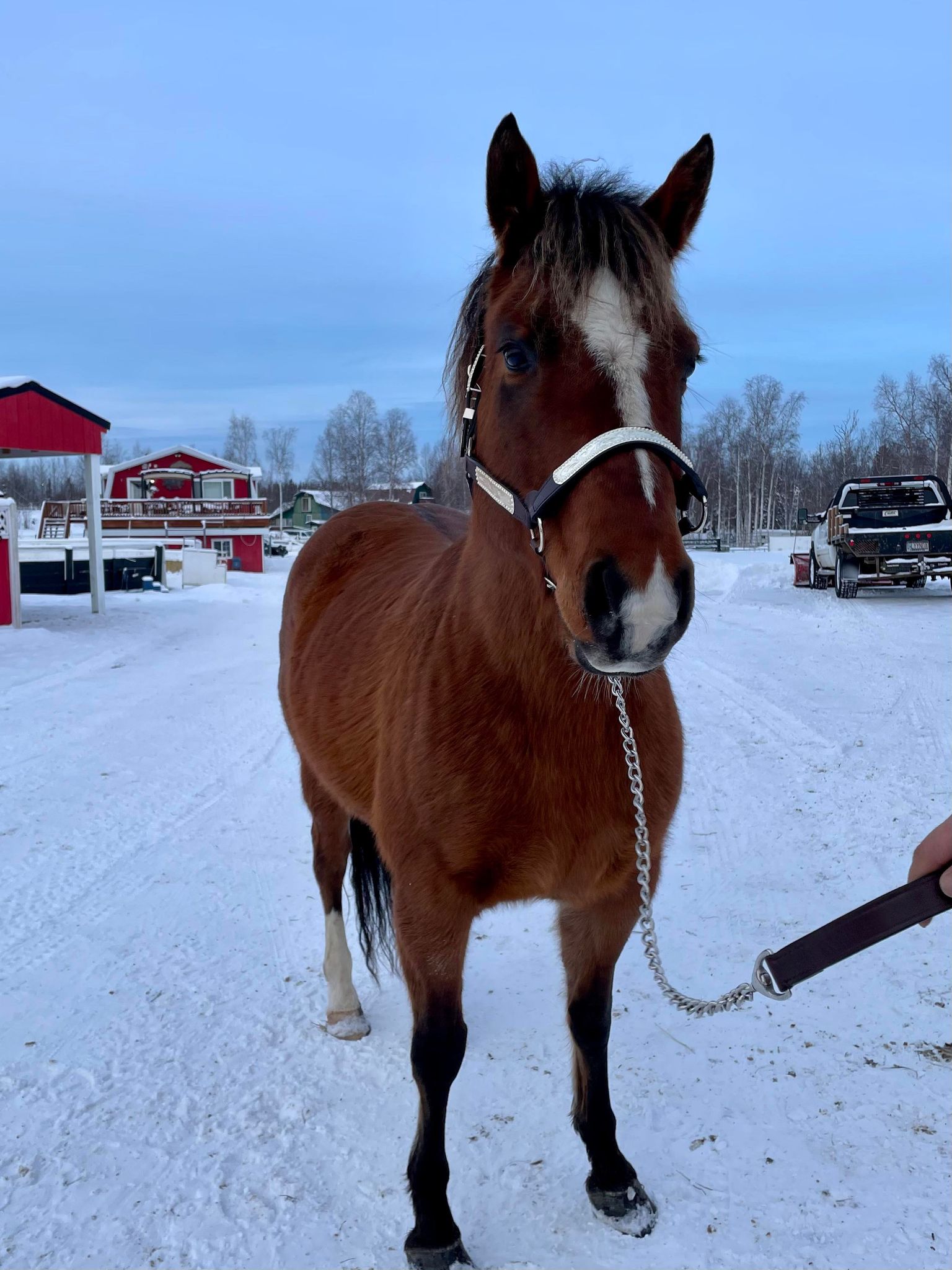 Songbird Alaska Horse Ranch