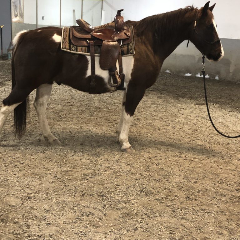 Horses For Sale Wasilla Alaska Alaska Horse Ranch