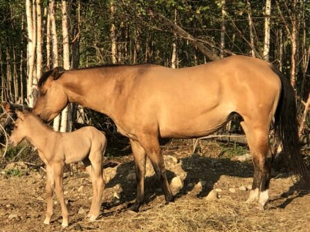 Dam: DBLDiamond Tazer Bar