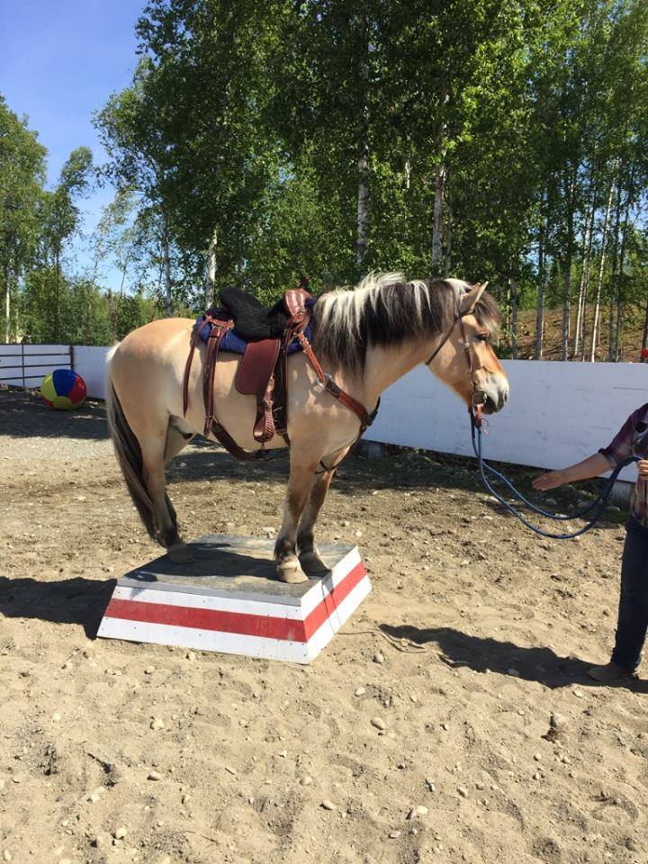 Horses For Sale Wasilla Alaska Alaska Horse Ranch
