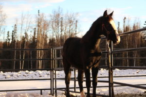 Black horse in a snowy paddock