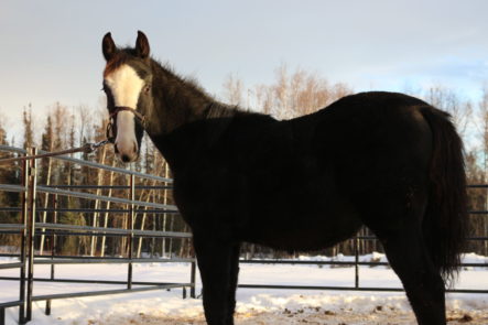 Black horse with white stripe down face.