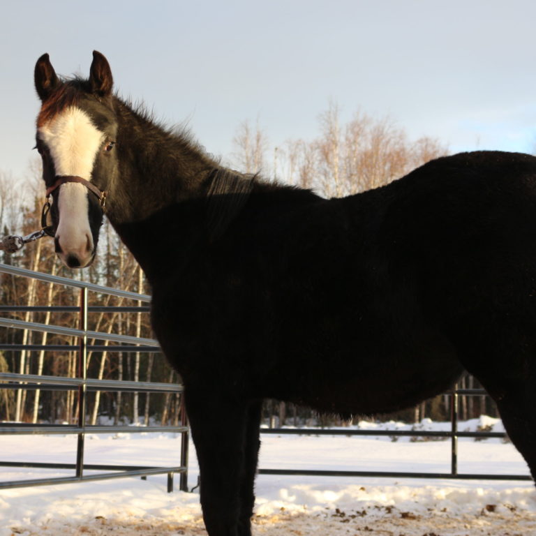 Black horse with white stripe down face.