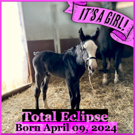 TotalEclipse_Foal