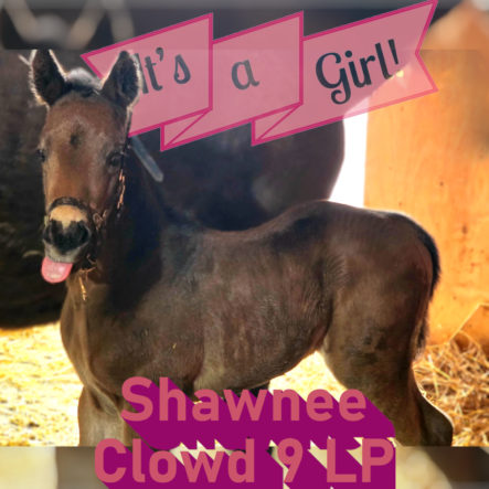 ShawneeFoal