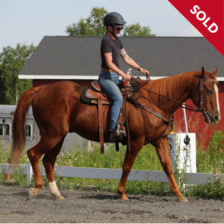 Chester, a horse with SOLD in upper right corner