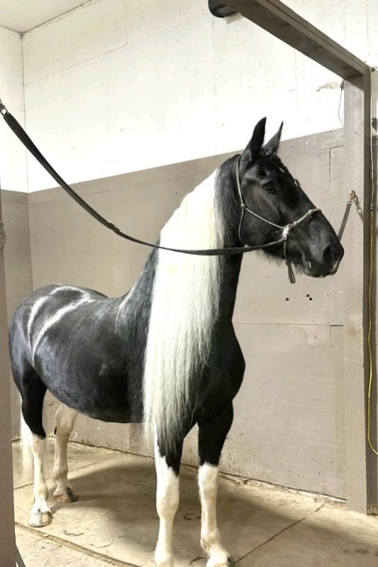 Alaska Duchess 2 A Barock Pinto horse, black with white mane and white markings.