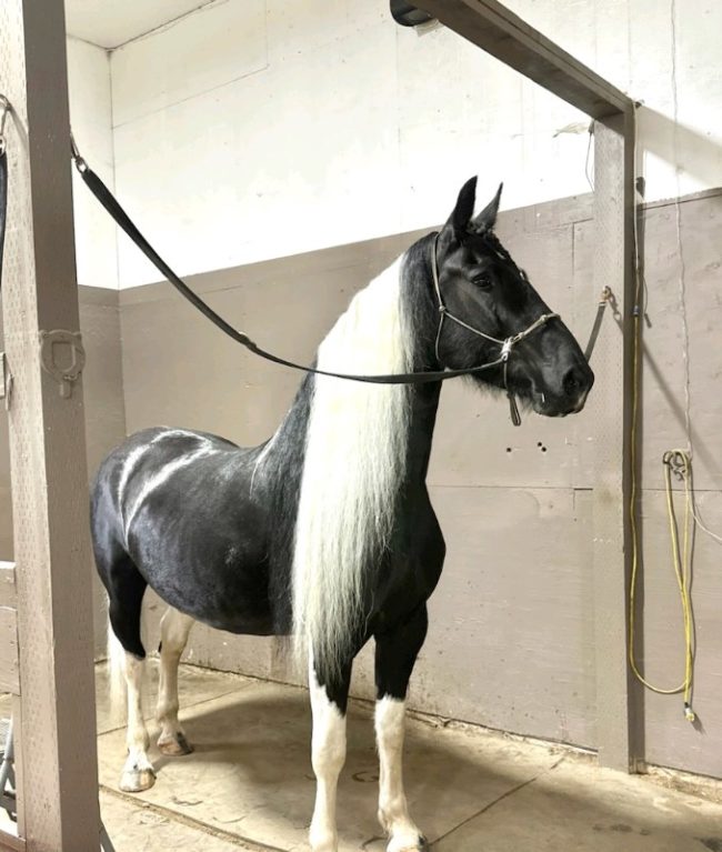 A Barock Pinto horse, black with white mane and white markings.